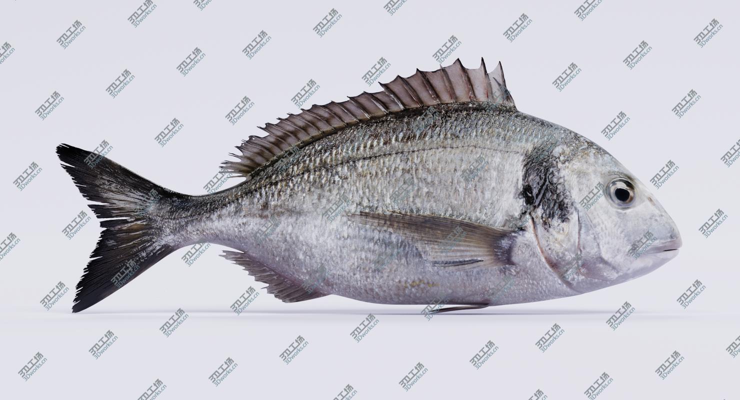 images/goods_img/2021040235/Gilthead Bream (Rigged) 3D model/1.jpg
